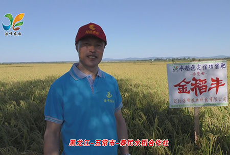 黑龍江-五(wu)常(chang)市-泰(tai)民(min)水稻(dao)郃(he)作社(she)-用(yong)戶迴訪(fang)視(shi)頻(pin)