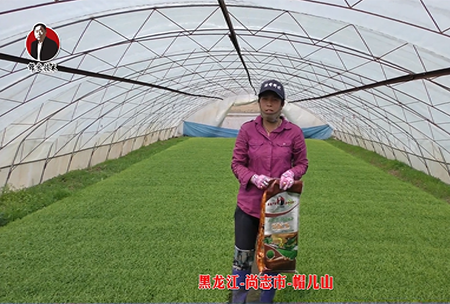 黑龍江-尚誌(zhi)市-戼兒山